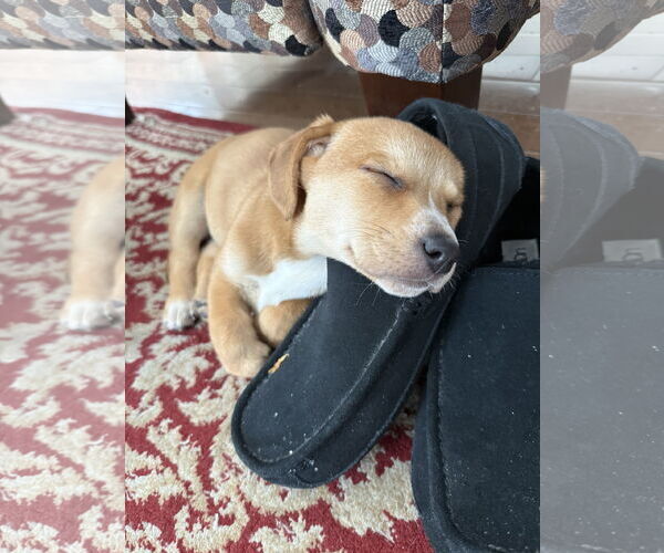 Medium Photo #2 Beagle-Unknown Mix Puppy For Sale in Parker Ford, PA, USA