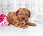 Small #1 Cavapoo