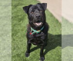 Small #16 Chow Chow-Labrador Retriever Mix