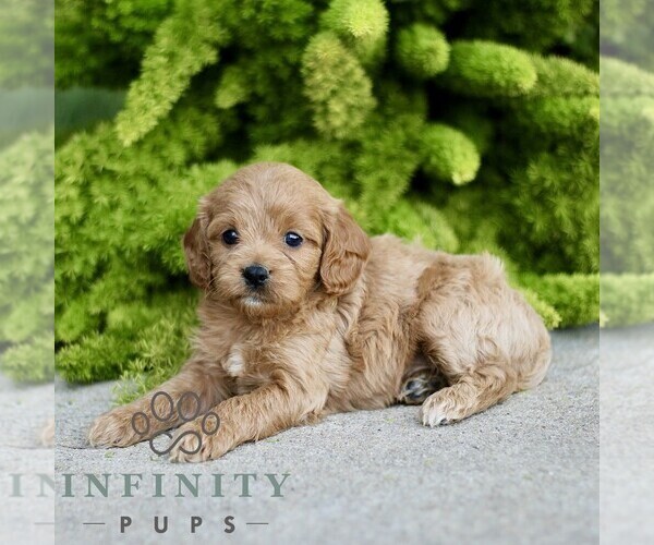 Medium Photo #4 Cavapoo Puppy For Sale in PARADISE, PA, USA