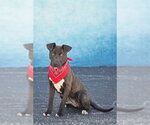 Small Labrador Retriever Mix