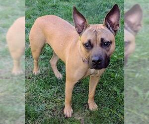 American Pit Bull Terrier-Unknown Mix Dogs for adoption in Akron, OH, USA