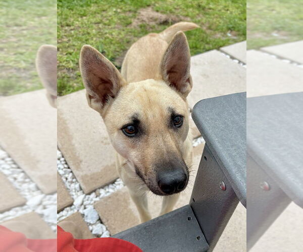 Medium Photo #9 Labrador Retriever-Unknown Mix Puppy For Sale in Brewster, NY, USA