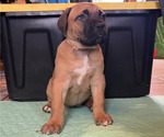 Small #4 Boerboel-Cane Corso Mix