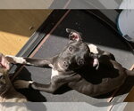 Small #2 Australian Shepherd-Staffordshire Bull Terrier Mix