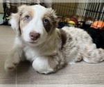 Small Photo #1 Aussie-Poo-Miniature Bernedoodle Mix Puppy For Sale in BLUE SPRINGS, MO, USA