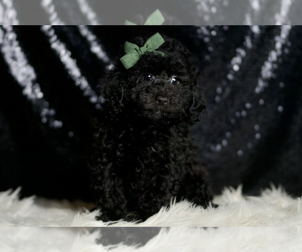 Medium Photo #5 Poodle (Toy) Puppy For Sale in WARSAW, IN, USA