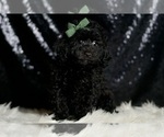 Small #4 Poodle (Toy)