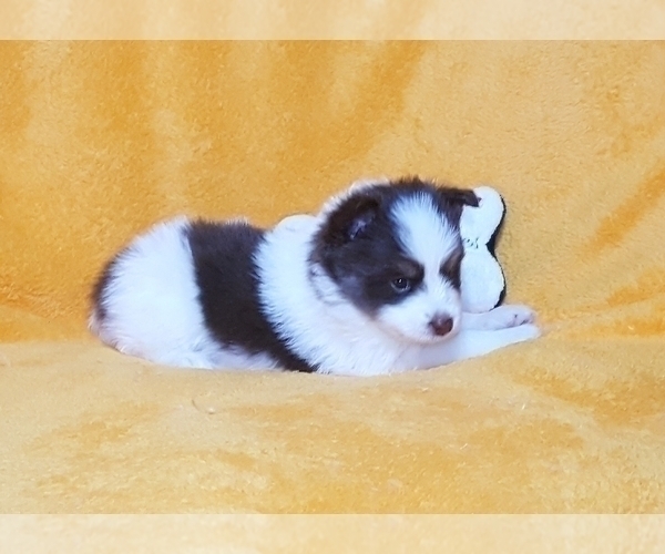 Medium Photo #27 Pomsky Puppy For Sale in RAMONA, CA, USA