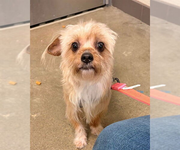 Medium Photo #1 Poodle (Miniature)-Unknown Mix Puppy For Sale in Waterford, VA, USA