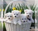 Small Photo #5 Maltese Puppy For Sale in GORDONVILLE, PA, USA