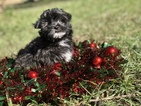Small Photo #8 Havanese Puppy For Sale in HOUSTON, TX, USA