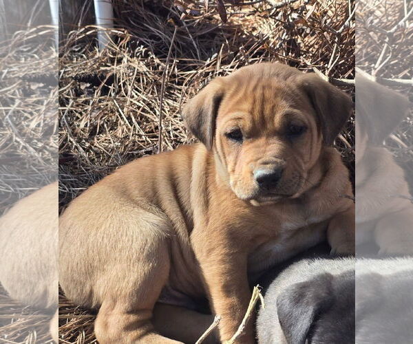 Medium Photo #4 Labrador Retriever-Unknown Mix Puppy For Sale in Alexander, AR, USA