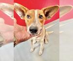Small Texas Heeler Mix