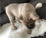 Small Photo #4 French Bulldog Puppy For Sale in MIDDLEBURG, FL, USA