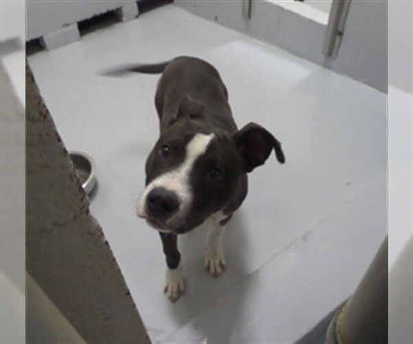 Medium Photo #1 Mutt Puppy For Sale in Augusta, GA, USA