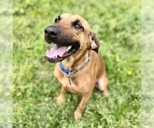 Bloodhound-Unknown Mix Dogs for adoption in Clarksville, AR, USA
