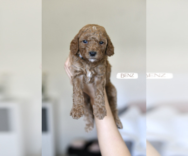 Medium Photo #6 Goldendoodle (Miniature) Puppy For Sale in SACRAMENTO, CA, USA