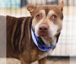 American Staffordshire Terrier-Unknown Mix Dogs for adoption in San Antonio, TX, USA