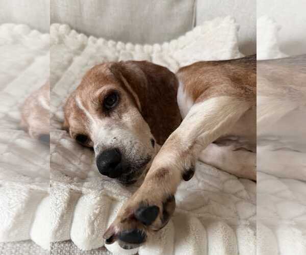 Medium Photo #7 Beagle-Unknown Mix Puppy For Sale in Dunnellon, FL, USA