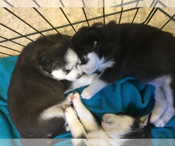 Medium Photo #2 Siberian Husky Puppy For Sale in PROVIDENCE FORGE, VA, USA