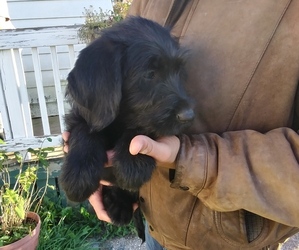 Newfoundland-Shepadoodle Mix Puppy for sale in SHEBOYGAN FALLS, WI, USA