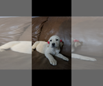 Small #3 Labrador Retriever
