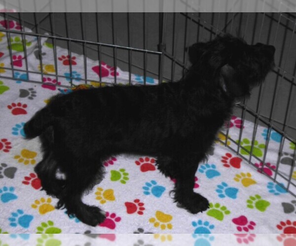 Medium Photo #7 Schnoodle (Miniature) Puppy For Sale in ORO VALLEY, AZ, USA