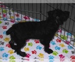 Small #6 Schnoodle (Miniature)