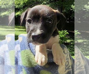 American Pit Bull Terrier-Labrador Retriever Mix Dogs for adoption in Clarkston, MI, USA