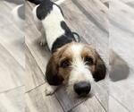 Small Basset Hound Mix