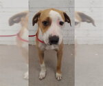 Small Beagle Mix