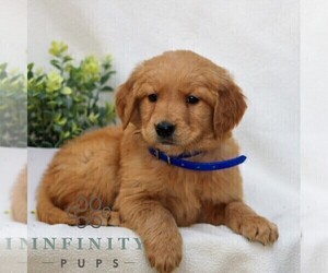 Golden Retriever Puppy for sale in LITITZ, PA, USA