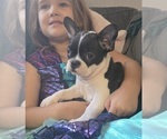 Puppy Triton Faux Frenchbo Bulldog
