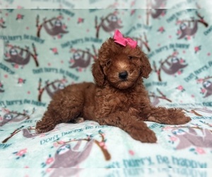 Goldendoodle (Miniature) Puppy for sale in LAKELAND, FL, USA