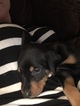 Small Photo #7 Doberman Pinscher Puppy For Sale in WICHITA, KS, USA