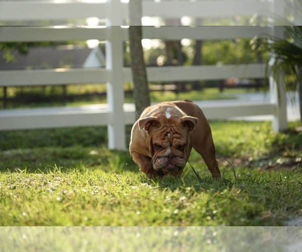 Medium Photo #1 English Bulldog Puppy For Sale in NAPLES, FL, USA
