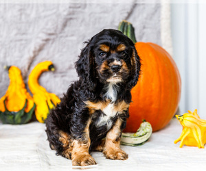 Medium Cocker Spaniel