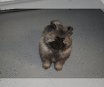Small Photo #7 Keeshond Puppy For Sale in FAYETTEVILLE, TN, USA