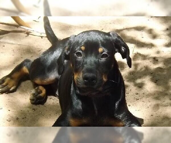 Medium Photo #6 Miniature Pinscher-Unknown Mix Puppy For Sale in Spring, TX, USA