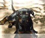 Small #5 Miniature Pinscher Mix