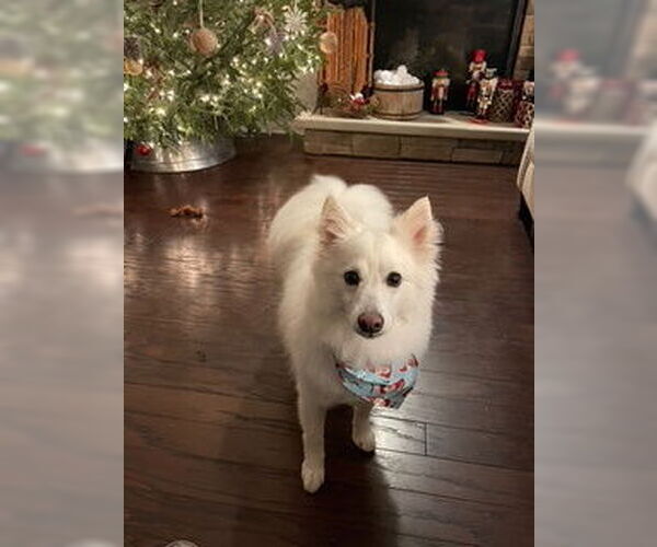 Medium Photo #4 American Eskimo Dog Puppy For Sale in Pikesville, MD, USA