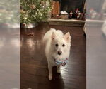 Small #3 American Eskimo Dog