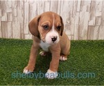 Small #1 Beagle-English Bulldog Mix