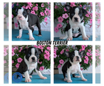 Small #12 Boston Terrier