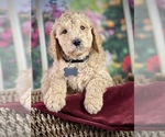 Small Photo #2 Labradoodle Puppy For Sale in MODESTO, CA, USA