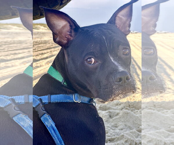 Medium Photo #7 American Staffordshire Terrier-Boston Terrier Mix Puppy For Sale in Cary, NC, USA