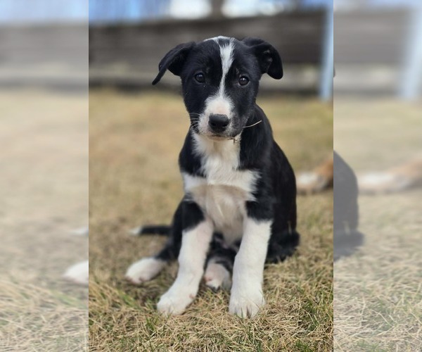 Medium Photo #1 Border Collie-Unknown Mix Puppy For Sale in Chinook, MT, USA