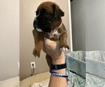 Small Photo #11 Boxer Puppy For Sale in COWETA, OK, USA