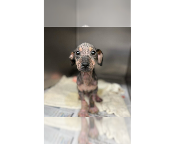 Medium Photo #2 Mutt Puppy For Sale in New York, NY, USA